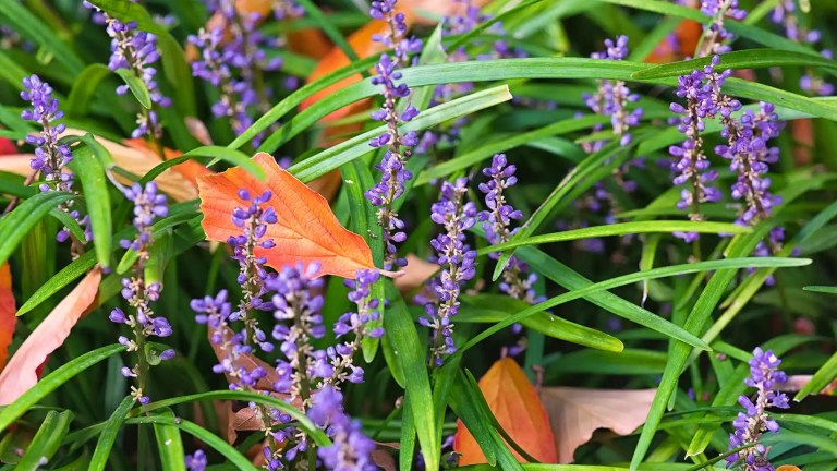 Clumping Lariope in the garden in North Carolina by Lawn Panther