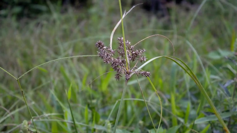 Purple nut sedge in North Carolina by Lawn Panther