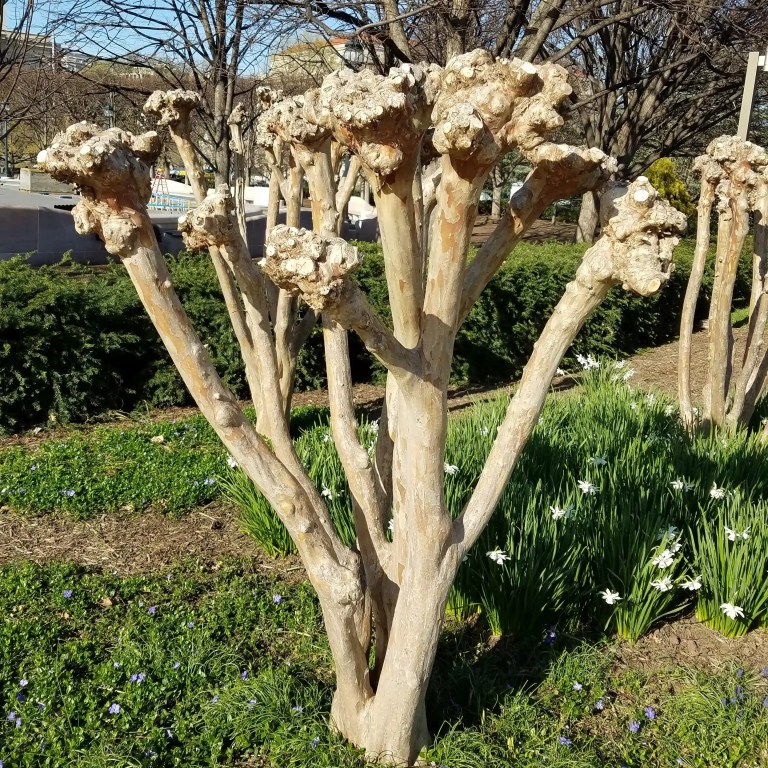 Grape Myrtle murder North Carolina by Lawn Panther
