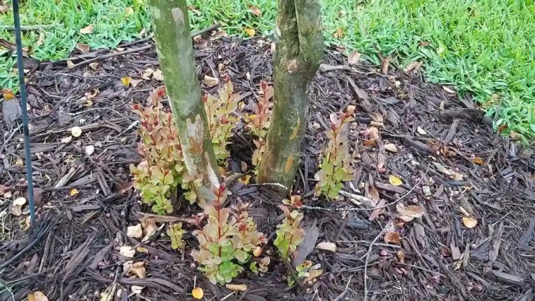 Crape Myrtle shoots coming out of the ground around a crepe Myrtle tree by Lawn Panther in North Carolina