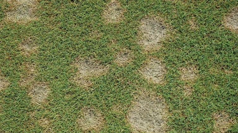 Dollar spot in grass Notice the edges
