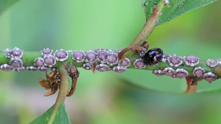 Scale insects and mealy bugs on trees and shrubs in North Carolina by Lawn Panther