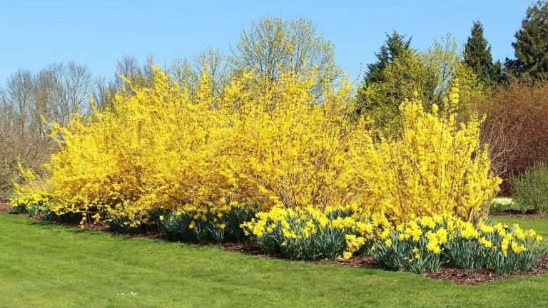 Forsythia Hedge Row in North Carolina by Lawn Panther