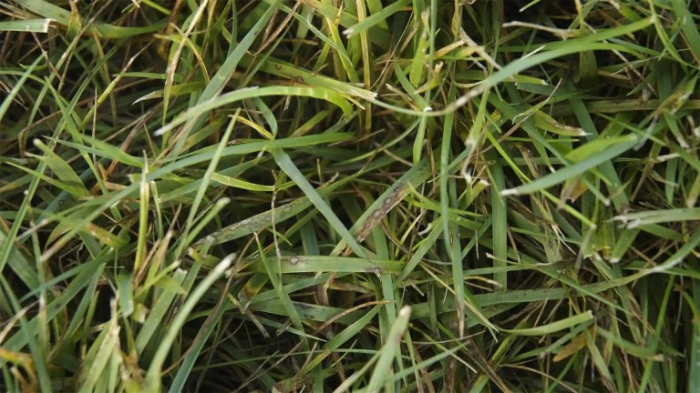 Gray Leaf Spot in NC Fescue Lawns: Spot It, Stop It, Save Your Grass