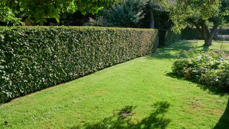 Trimmed hedges and shrubs by Lawn Panther in the Triangle, North Carolina