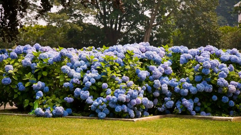 Hydrangea Shrubs in North Carolina by Lawn Panther