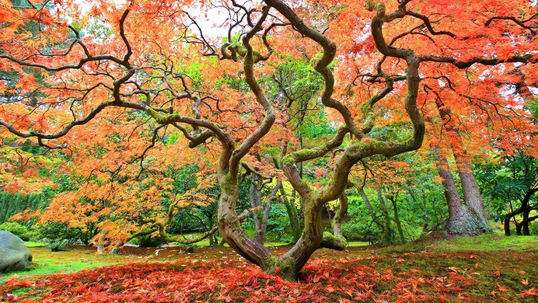 Orange Japanese Maple in North Carolina by Lawn Panther