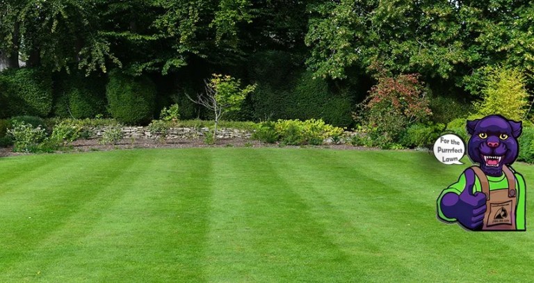 Well-manicured lawn with mowing stripes and a purple cartoon panther mascot on the right giving a thumbs up, advertising 'For the Purrfect Lawn'.