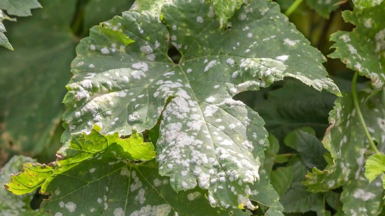 Powdery mildew on a leaf in North Carolina by Lawn Panther