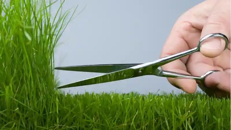 For Bermuda Grass growing height in North Carolina by Lawn Panther