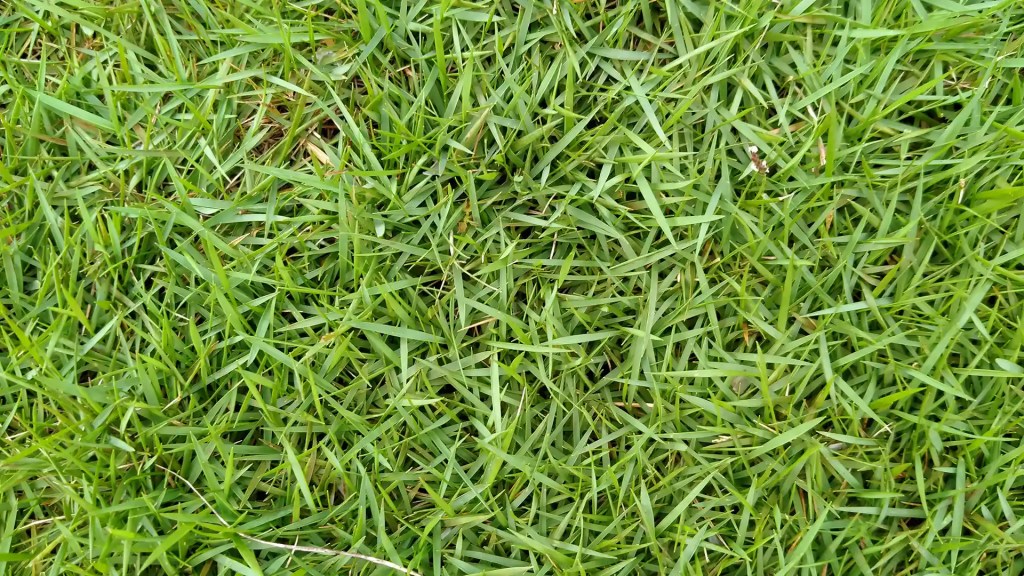 zoysia grass by lawn Panther