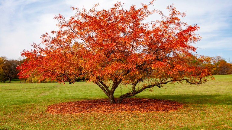 Chinese red pistache tree in North Carolina by Lawn Panther