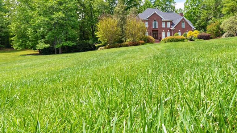 Turf-type tall fescue lawn in North Carolina