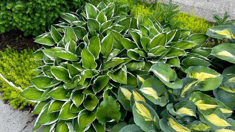 Hosta in garden in Willow Spring, NC by Lawn Panther