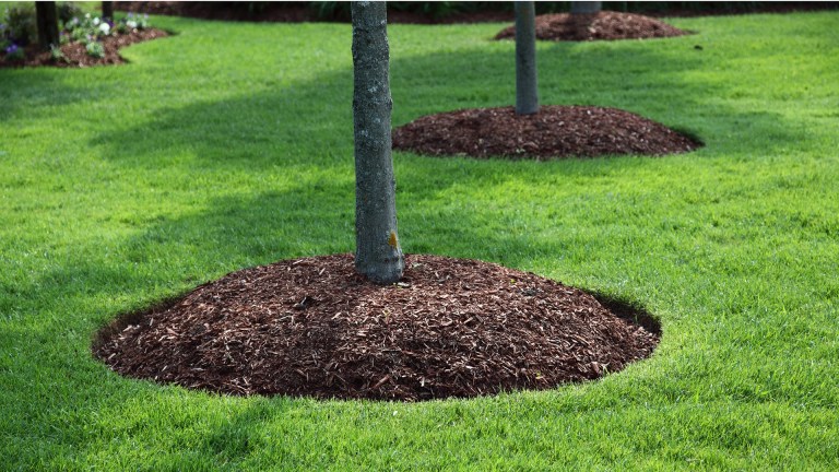 Mulch tree rings in North Carolina Holly Springs by Lawn Panther